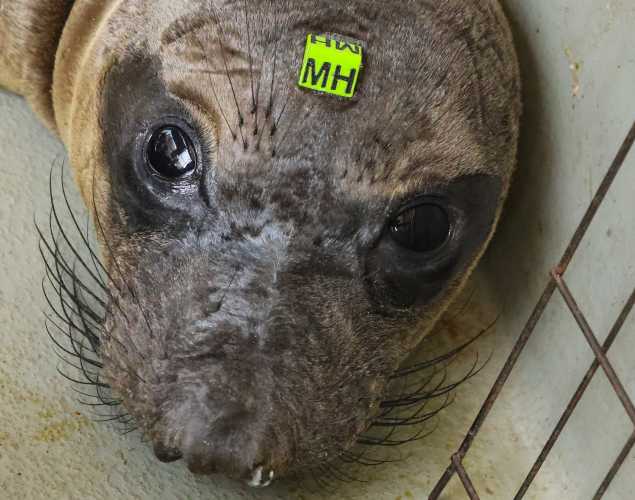 northern elephant seal Matzah