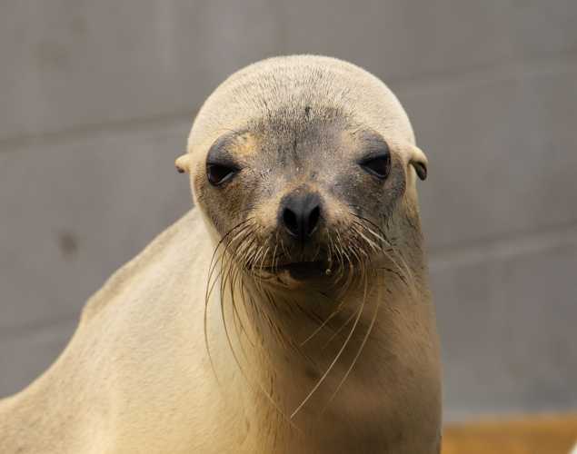 California sea lion Erickson