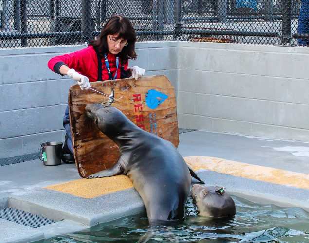 volunteer feed elephant seals