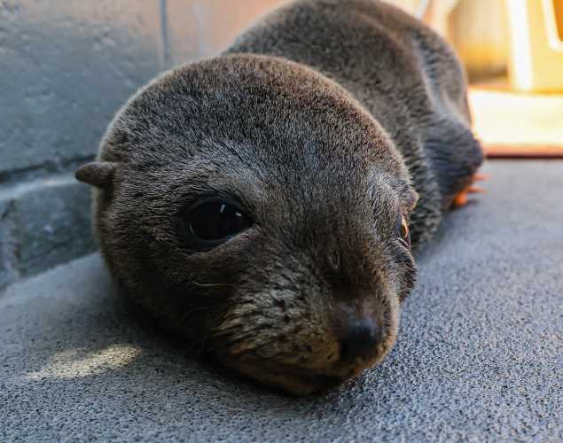 Guadalupe fur seal Sanderella