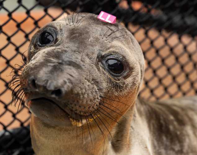 elephant seal pup leopold