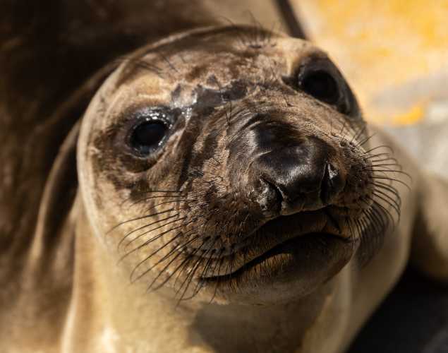 northern elephant seal Wish