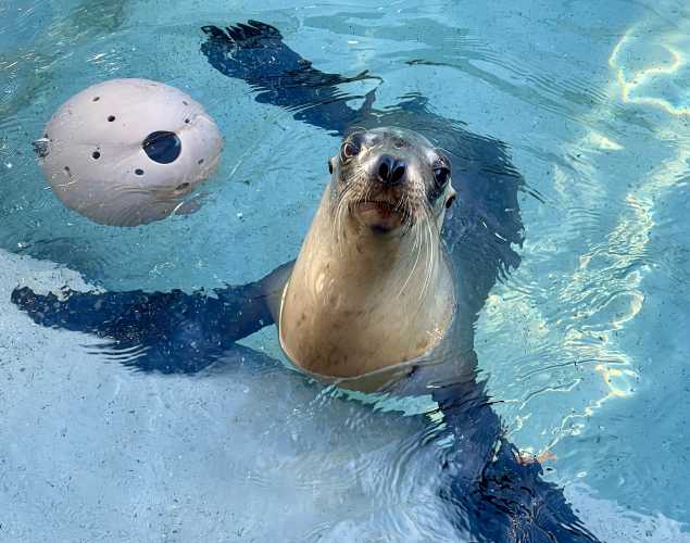 California sea lion Brittley