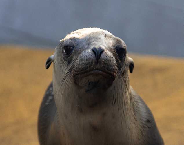 California sea lion Salmon