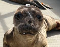 northern elephant seal Oppo