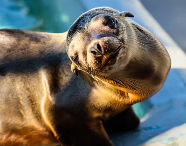 California sea lion Ganymede