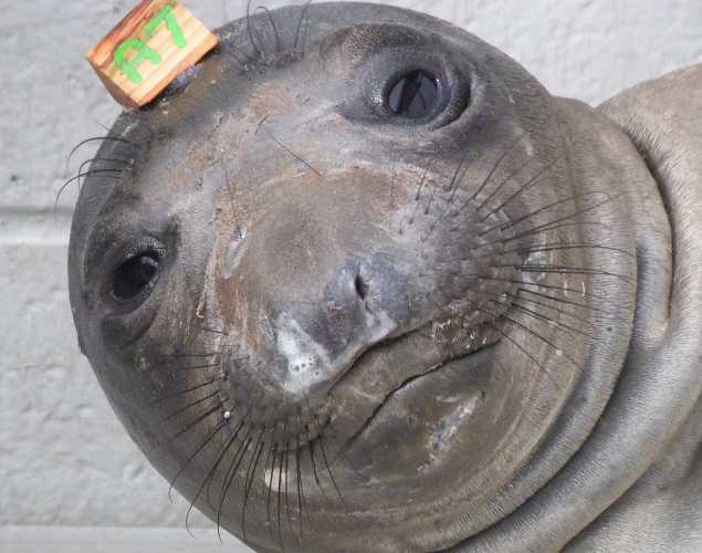 northern elephant seal Shanti