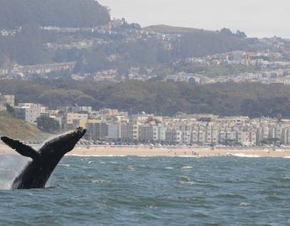humpback whale breaching in front of San Francisco