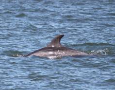 Bottlenose dolphin