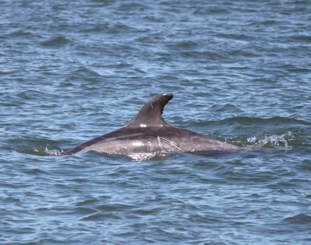 Bottlenose dolphin
