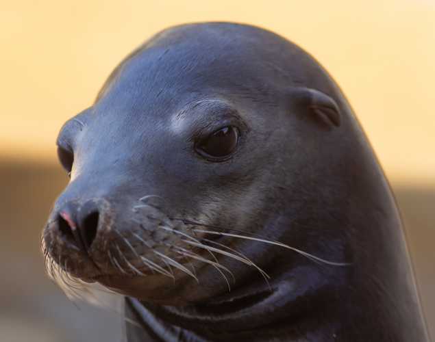California sea lion Guardrail