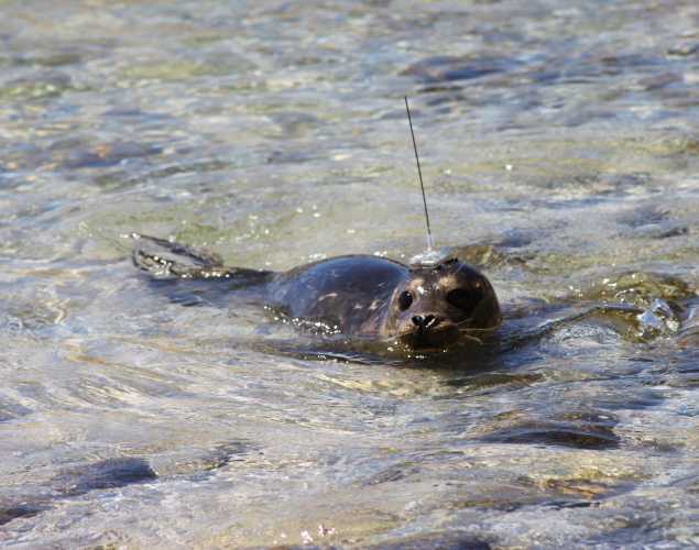 harbor seal with a satellite tag and antennae on its head