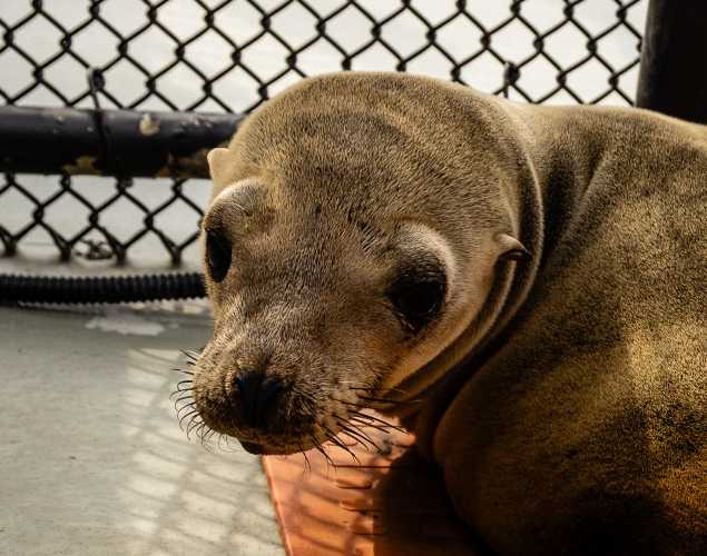 California sea lion Blake