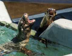 two California sea lions