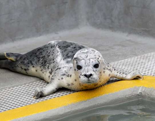 pacific harbor seal Denali