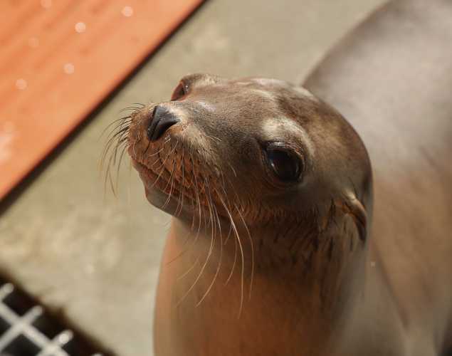 California sea lion Smru