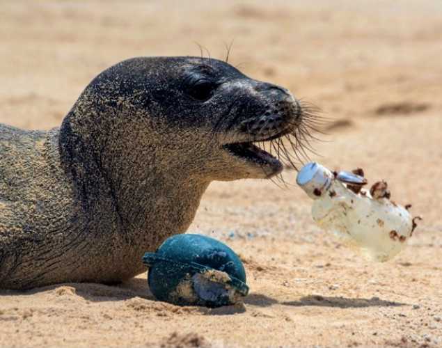 Hawaiian monk seal pup with a plastic bottle