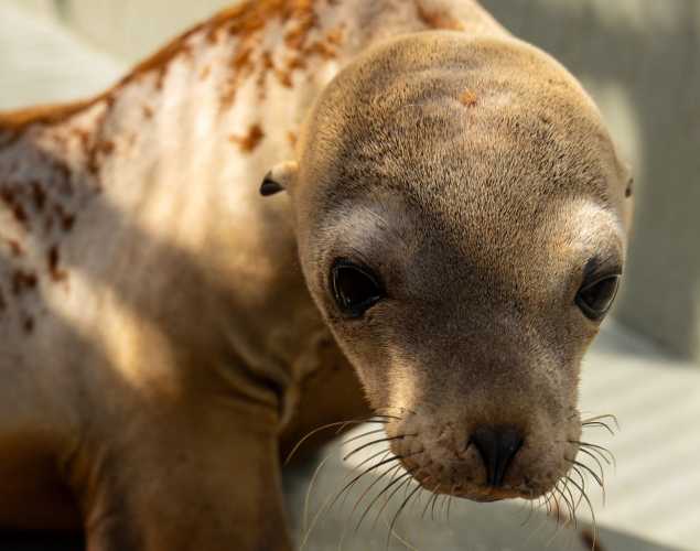 California sea lion