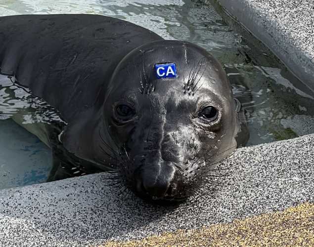 northern elephant seal Borgia