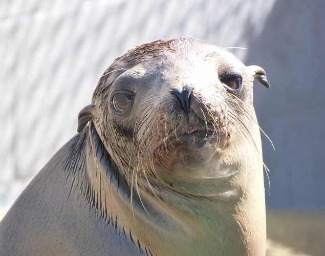 California sea lion Seacrest