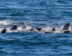 large group of California sea lions in the water