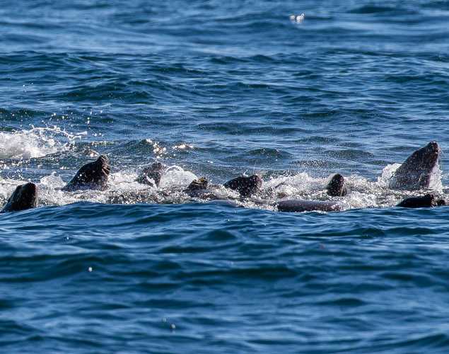 large group of California sea lions in the water