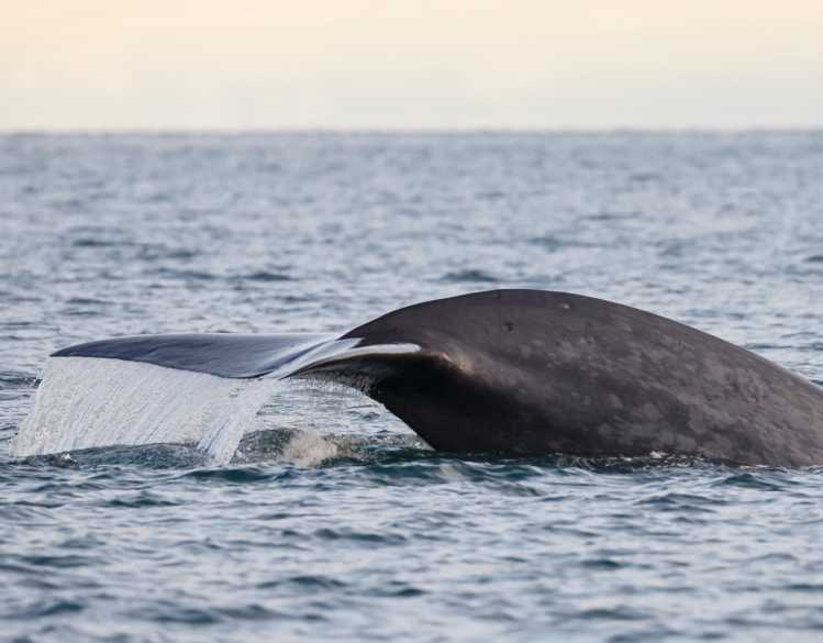 blue whale tail above the water