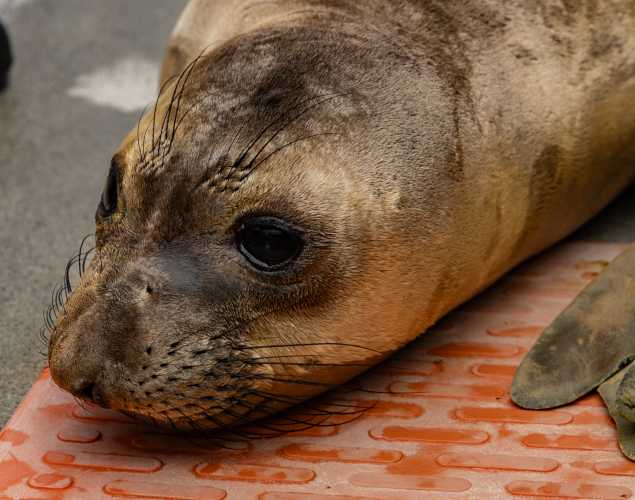 northern elephant seal Pinot