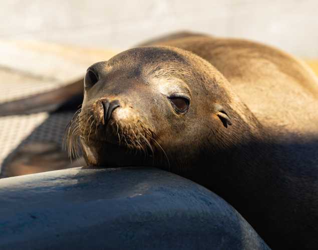California sea lion Racket
