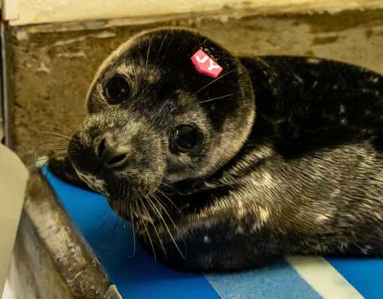 harbor seal Jellybean
