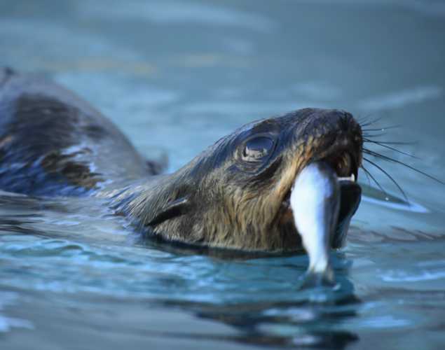 northern fur seal Hamilton