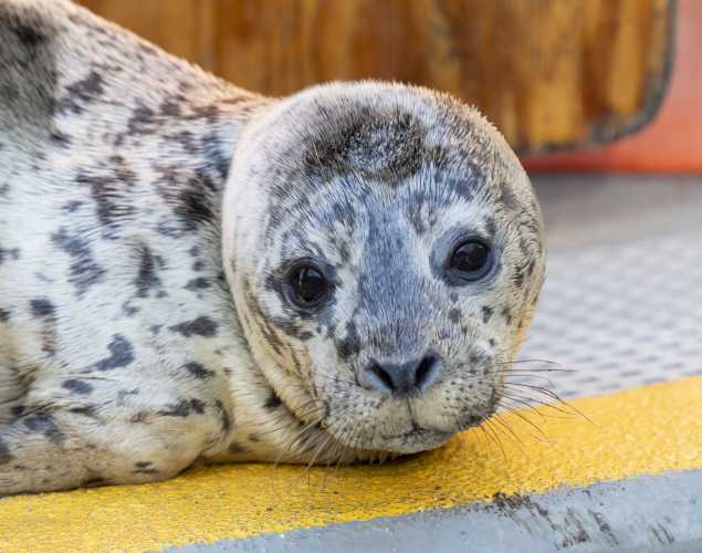 harbor seal Fiorella