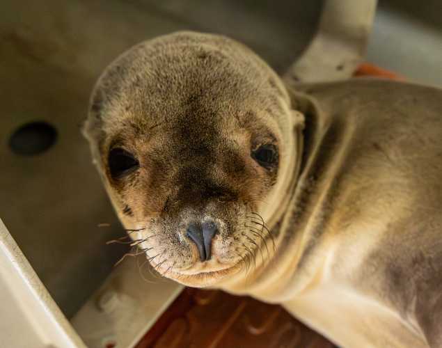 California sea lion Onda