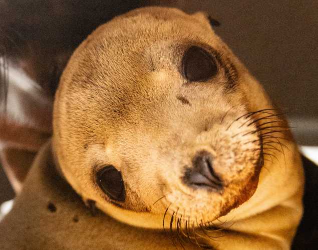 California sea lion Kula