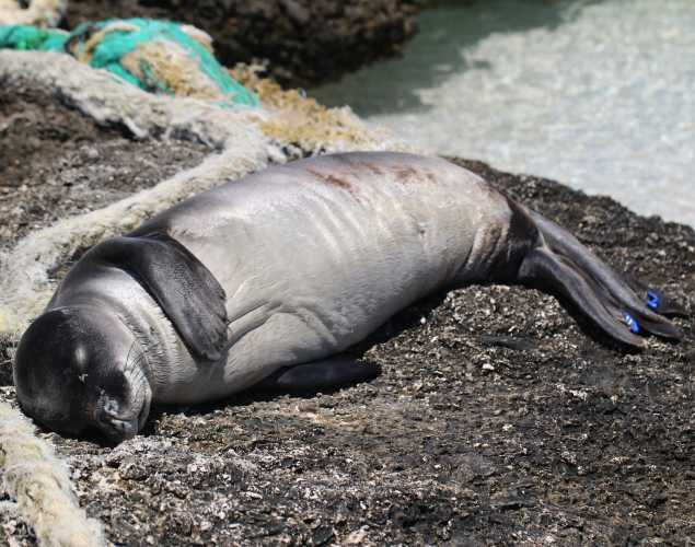 Hawaiian monk seal Hilinai