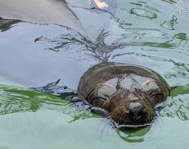 guadalupe fur seal korara