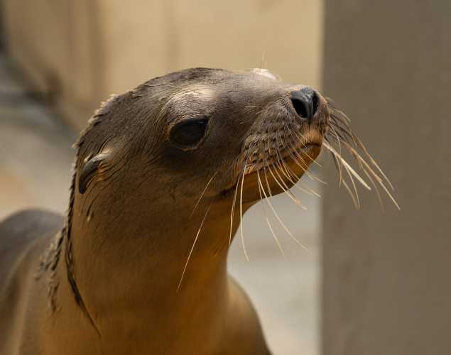 California sea lion Smidgen