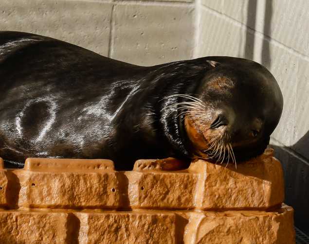 California sea lion Smokestack