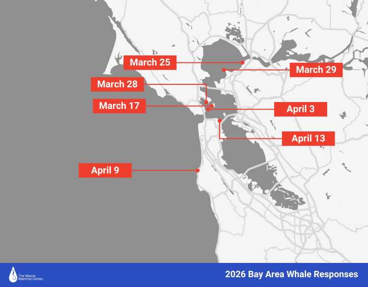 whale stranding map 2026