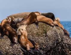 Group of sea lions on a rock