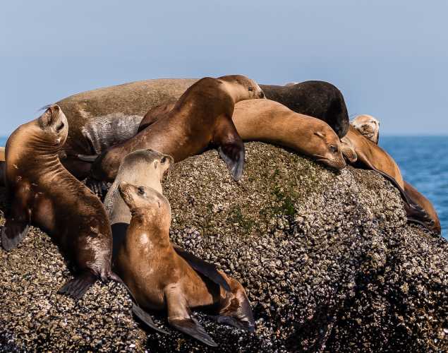Group of sea lions on a rock
