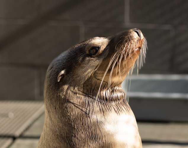 California sea lion Sriracha