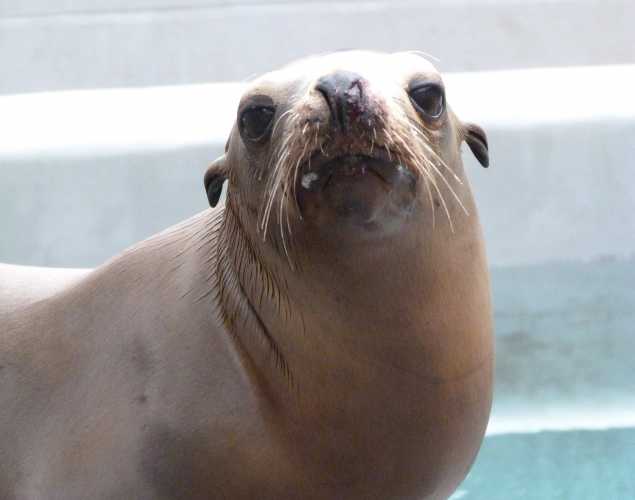 California sea lion Redemption
