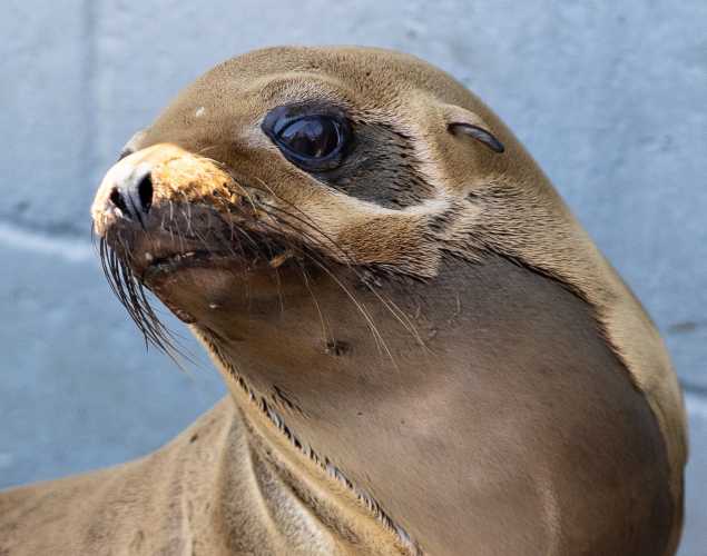 California sea lion Renello