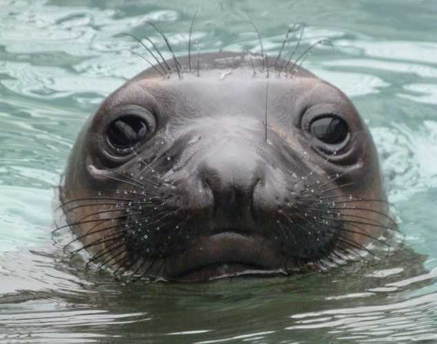 northern elephant seal Zanzibar