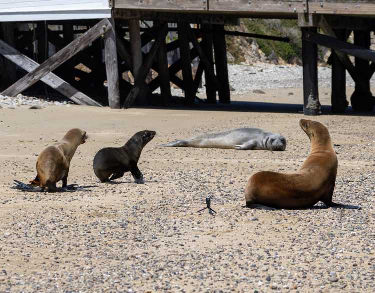 Two California sea lions and a Guadalupe fur seal walk in front of a northern elephant seal on the beach.