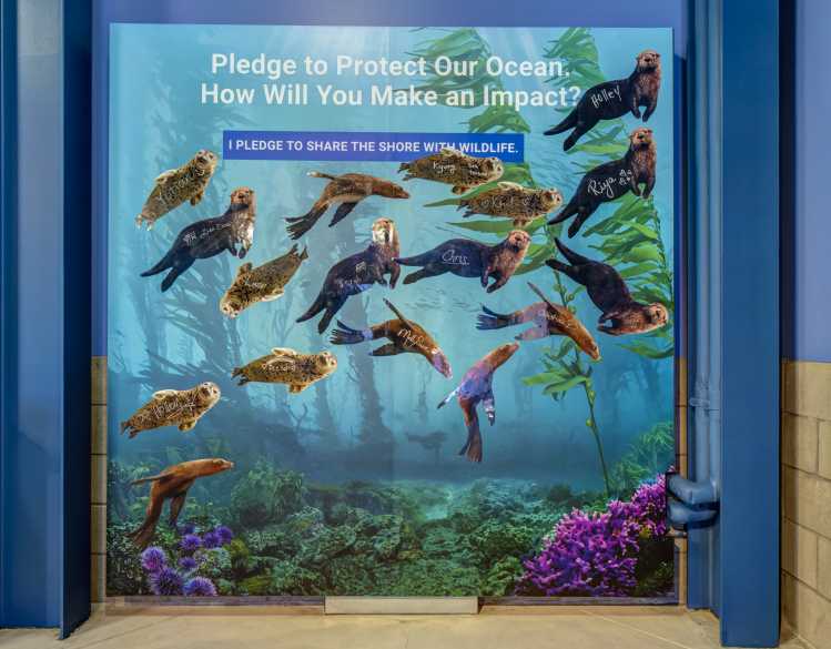 pledge wall with seals, sea lions and otters with handwritten names on them