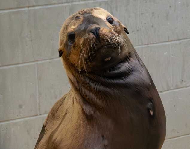 understory california sea lion