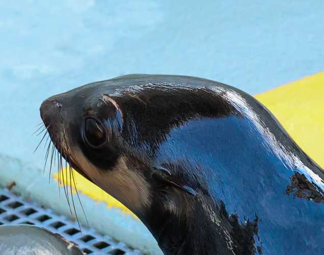 northern fur seal Roosy