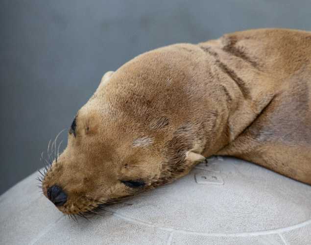 california sea lion noon